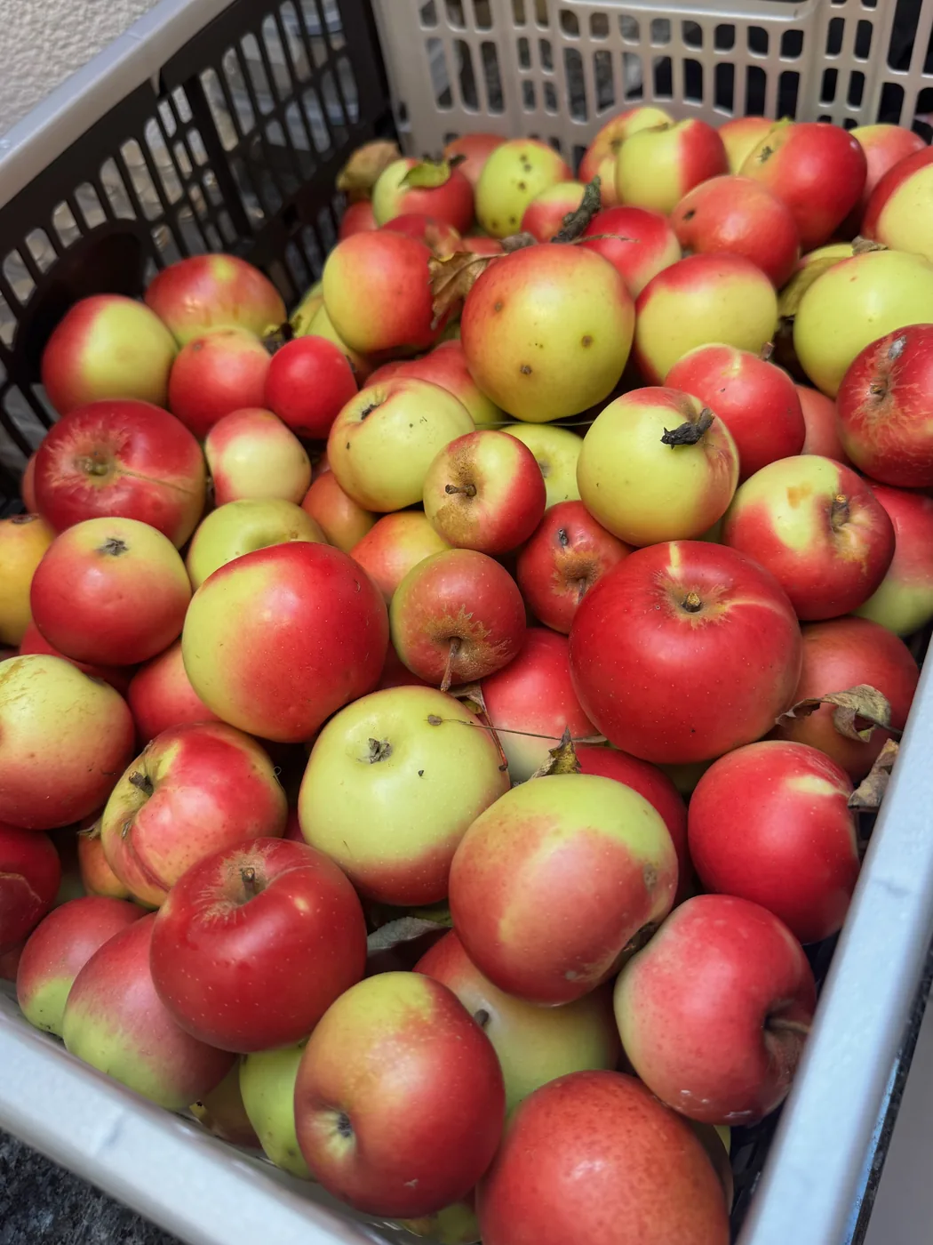 Frisch geerntete Äpfel als Symbol für natürliche Ernährung