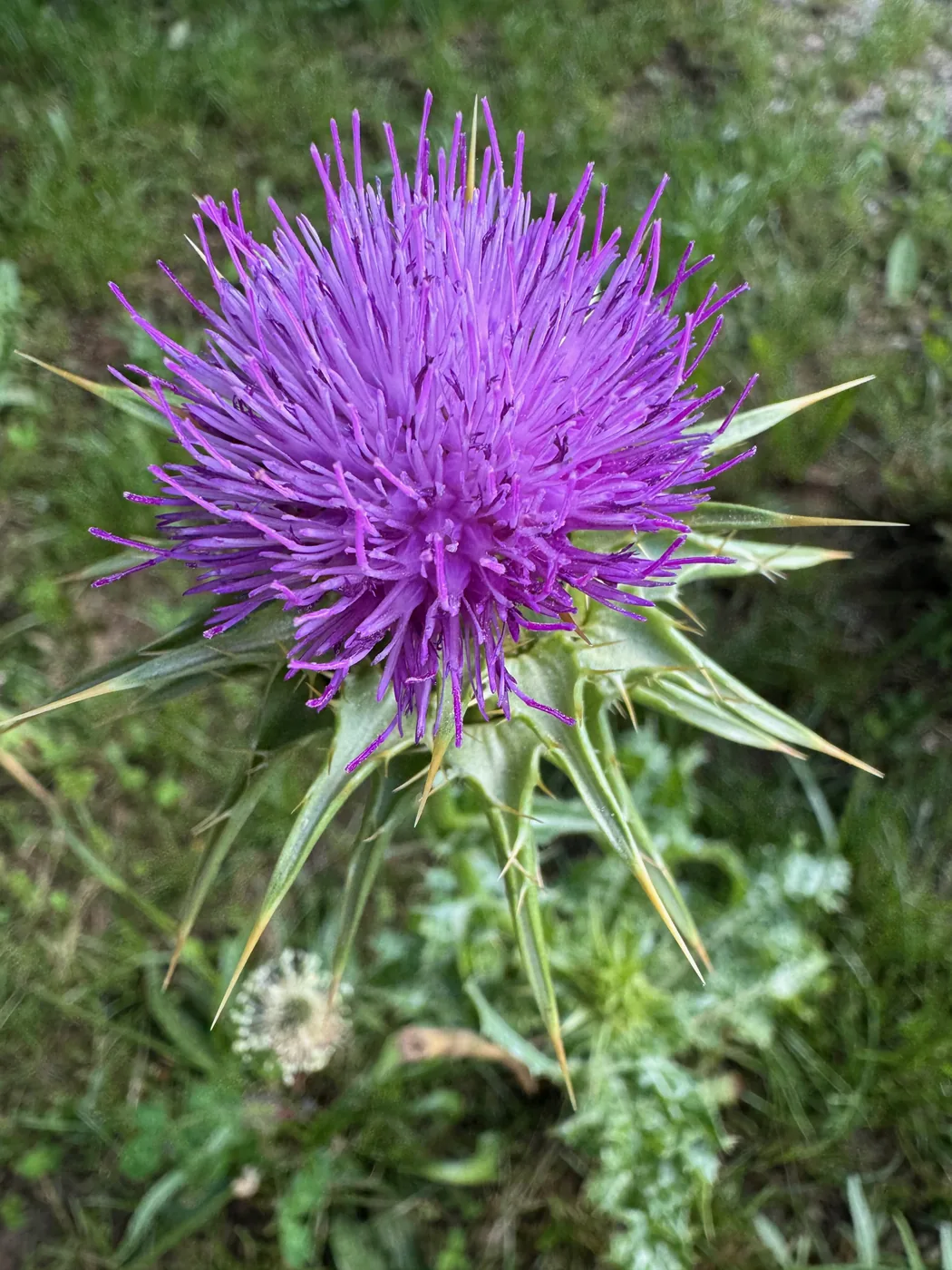 Violette Distelblüte