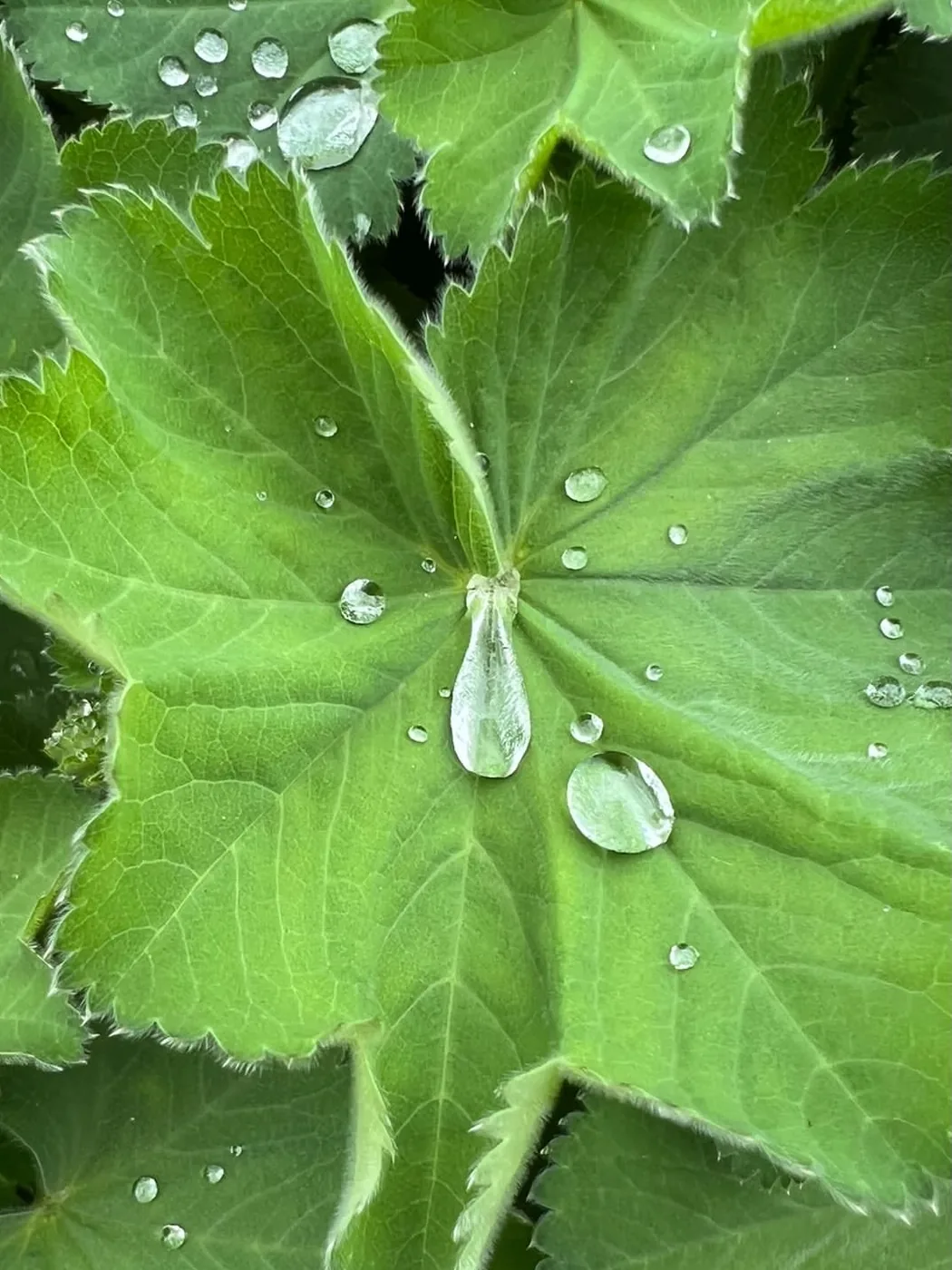 Wassertropfen auf einem Blatt