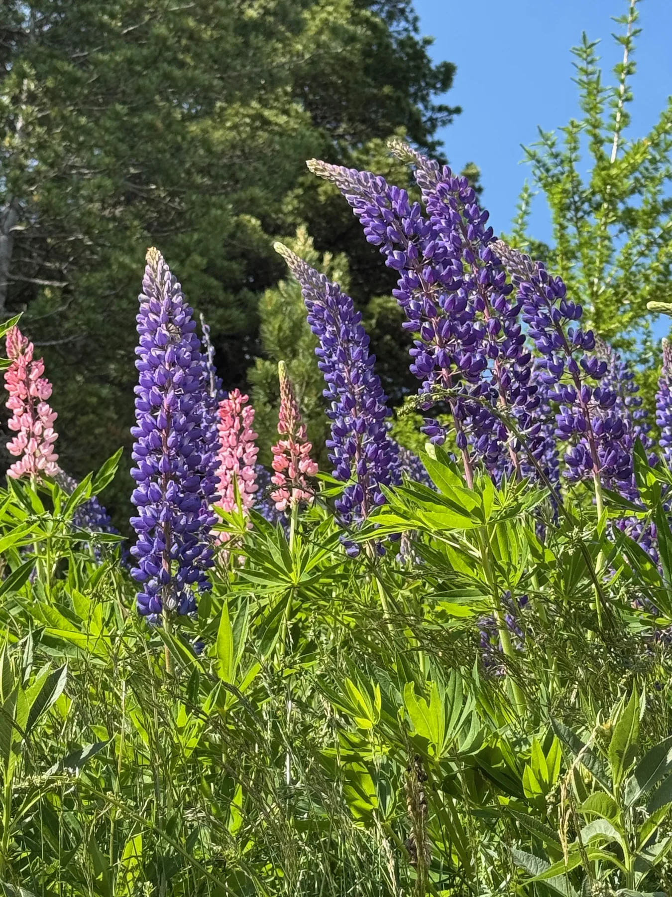 Blühende Lupinen im Garten