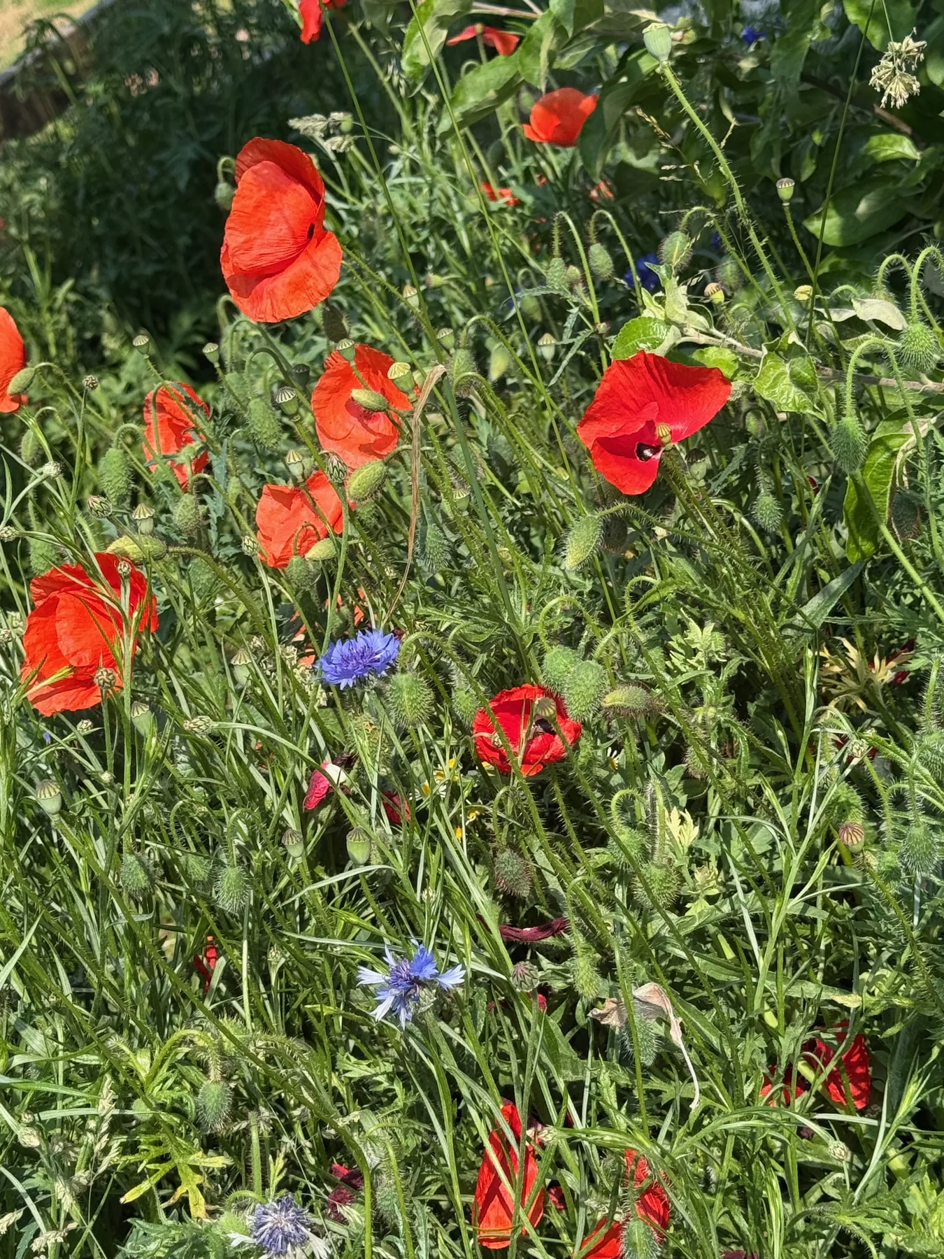 Blumenwiese mit rotem Mohn