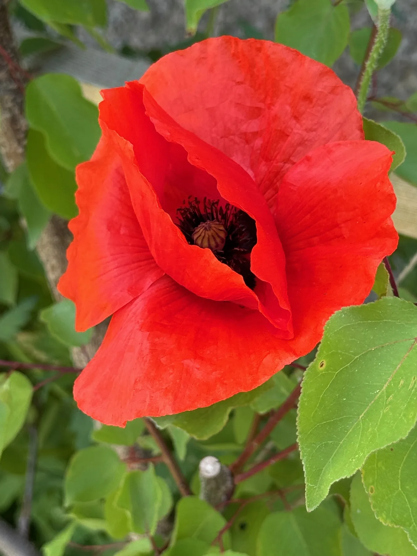 Leuchtend rote Mohnblüte